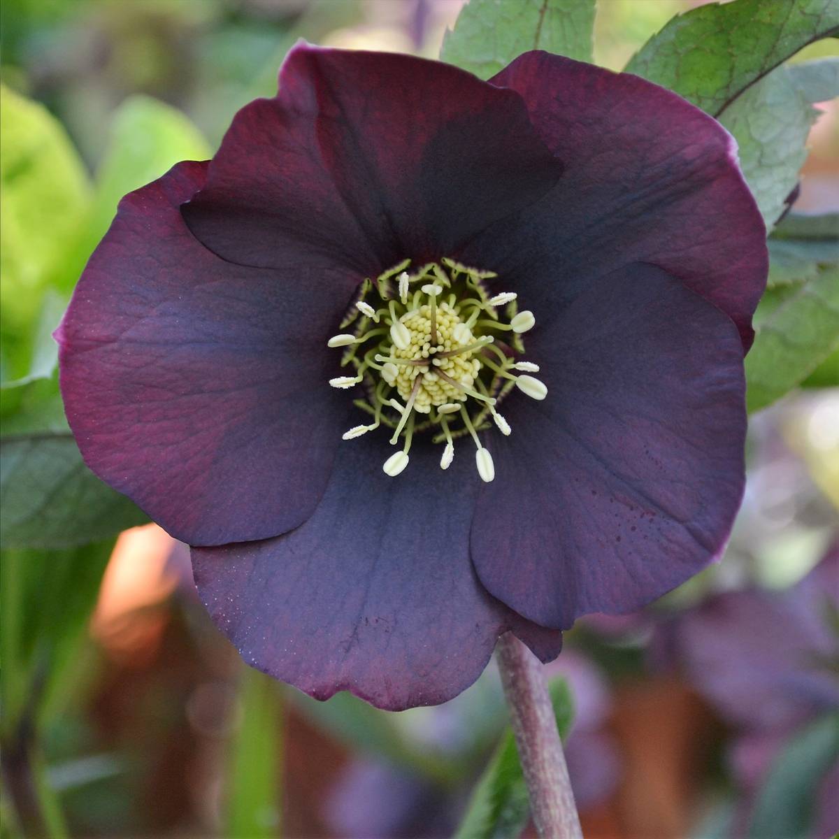 Promesse de Fleurs - Hellébore orientale ViV Halina Pot de 2L/3L