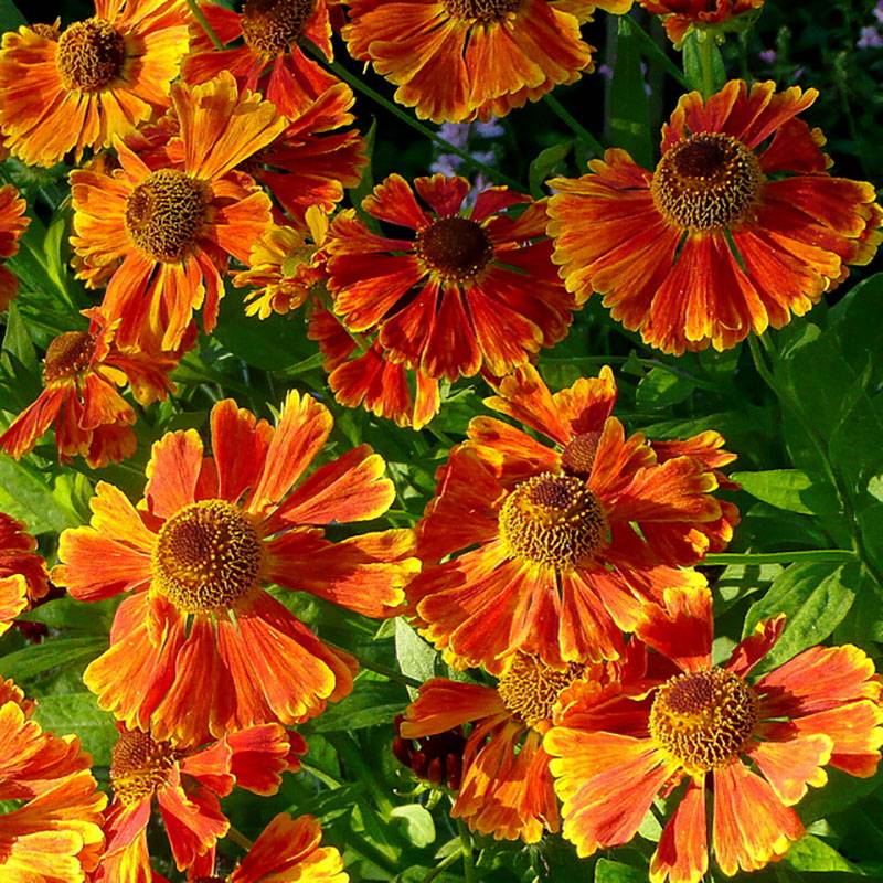 Promesse de Fleurs - Hélénium Waltraut - Hélénie orange vif Godet de 8/9 cm