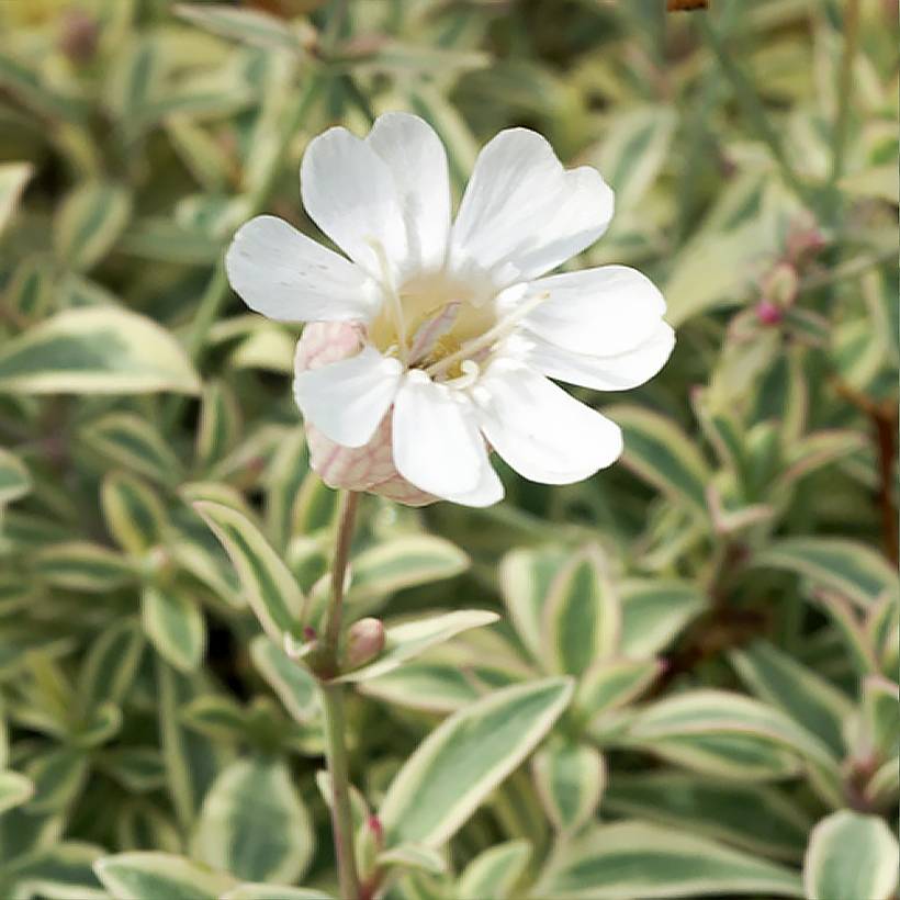 Silène maritime Druett's Variegated - Silene uniflora Godet de 8/9 cm