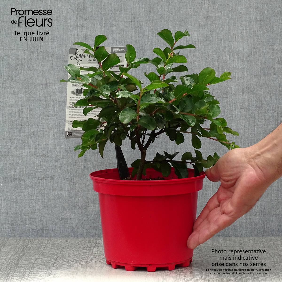 Lagerstroemia indica Périgord Pourpre - Lilas des Indes Pot de 3L/4L - Image 2
