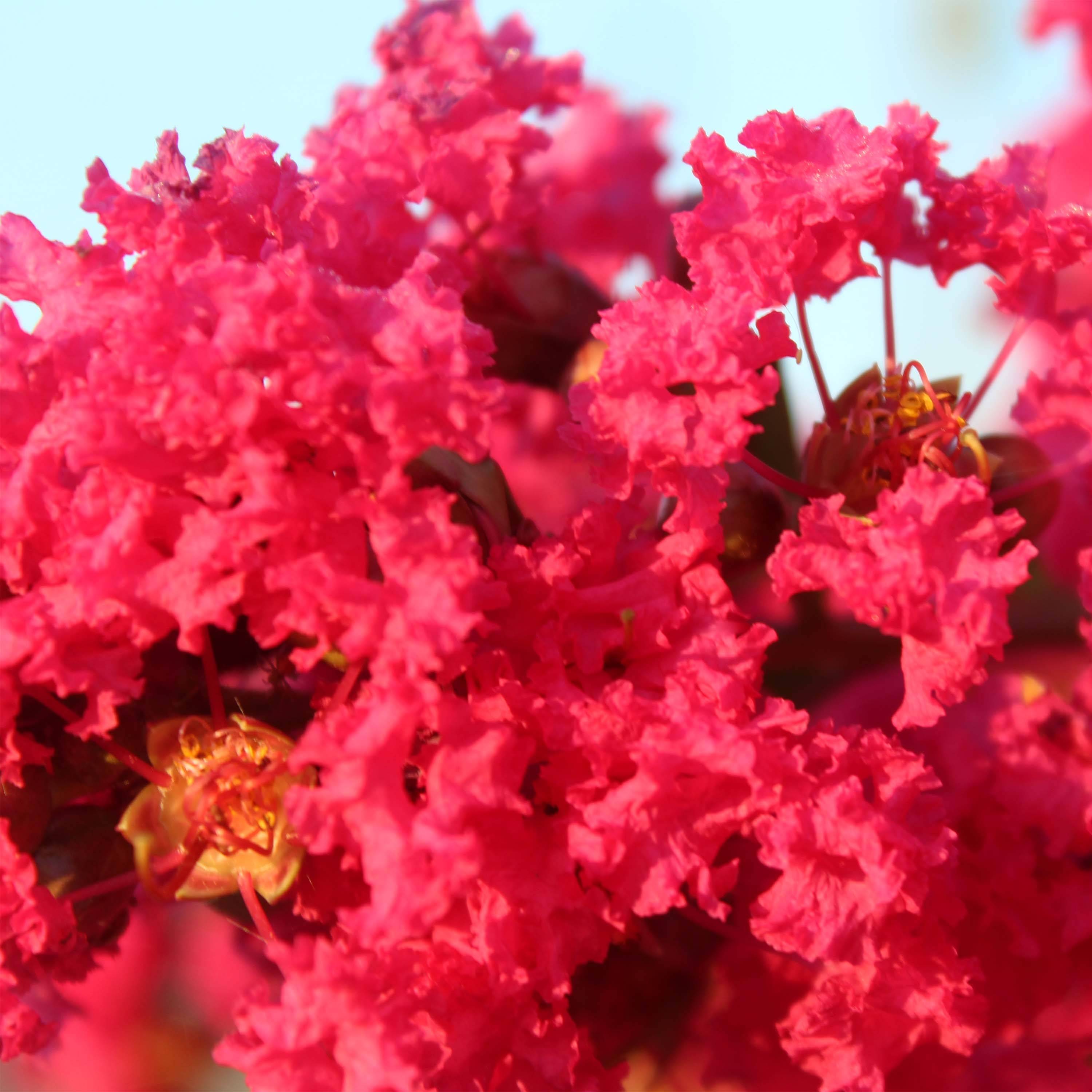 Lagerstroemia indica Périgord Pourpre - Lilas des Indes Pot de 3L/4L - Image 1