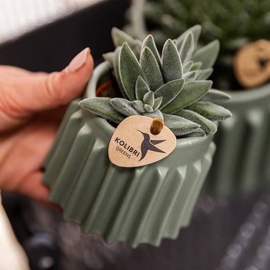 Crassula Tarantula - plante grasse - Ø6cm - ↕9cm - Plantes d’intérieur - Image 5