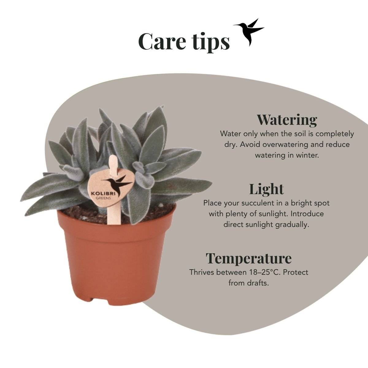 Crassula Tarantula - plante grasse - Ø6cm - ↕9cm - Plantes d’intérieur - Image 10