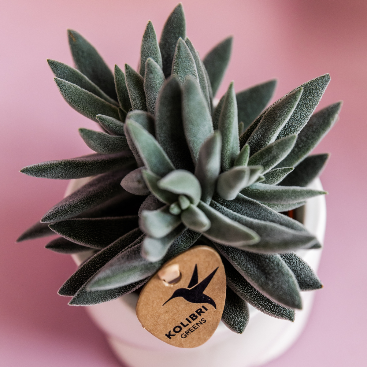 Crassula Tarantula - plante grasse - Ø6cm - ↕9cm - Plantes d’intérieur - Image 6