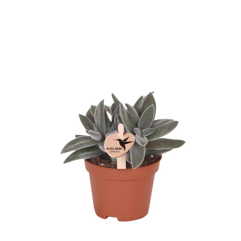 Crassula Tarantula - plante grasse - Ø6cm - ↕9cm - Plantes d’intérieur