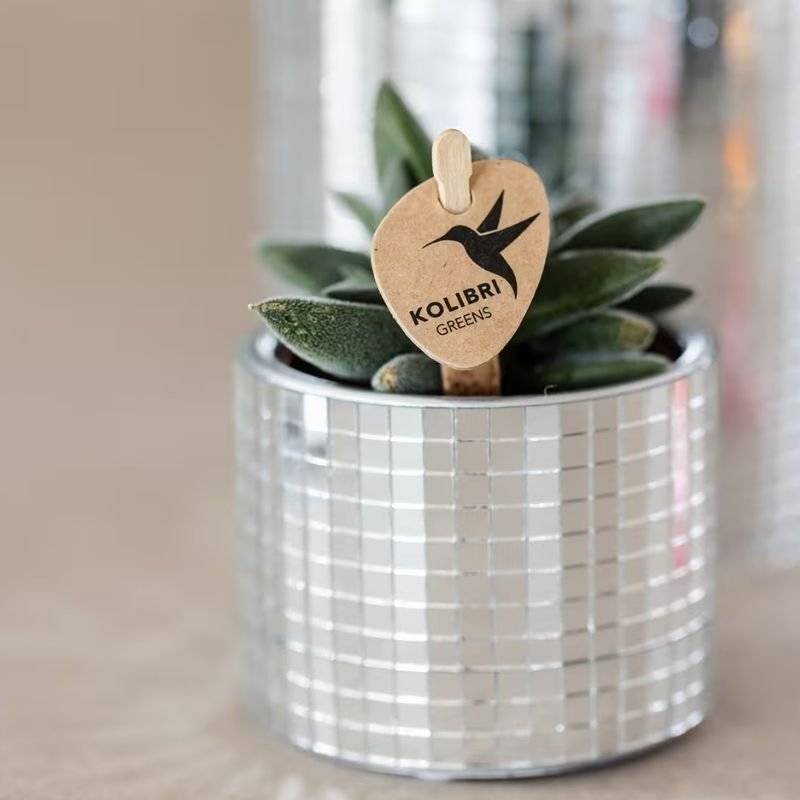 Crassula Tarantula - plante grasse - Ø6cm - ↕9cm - Plantes d’intérieur - Image 8