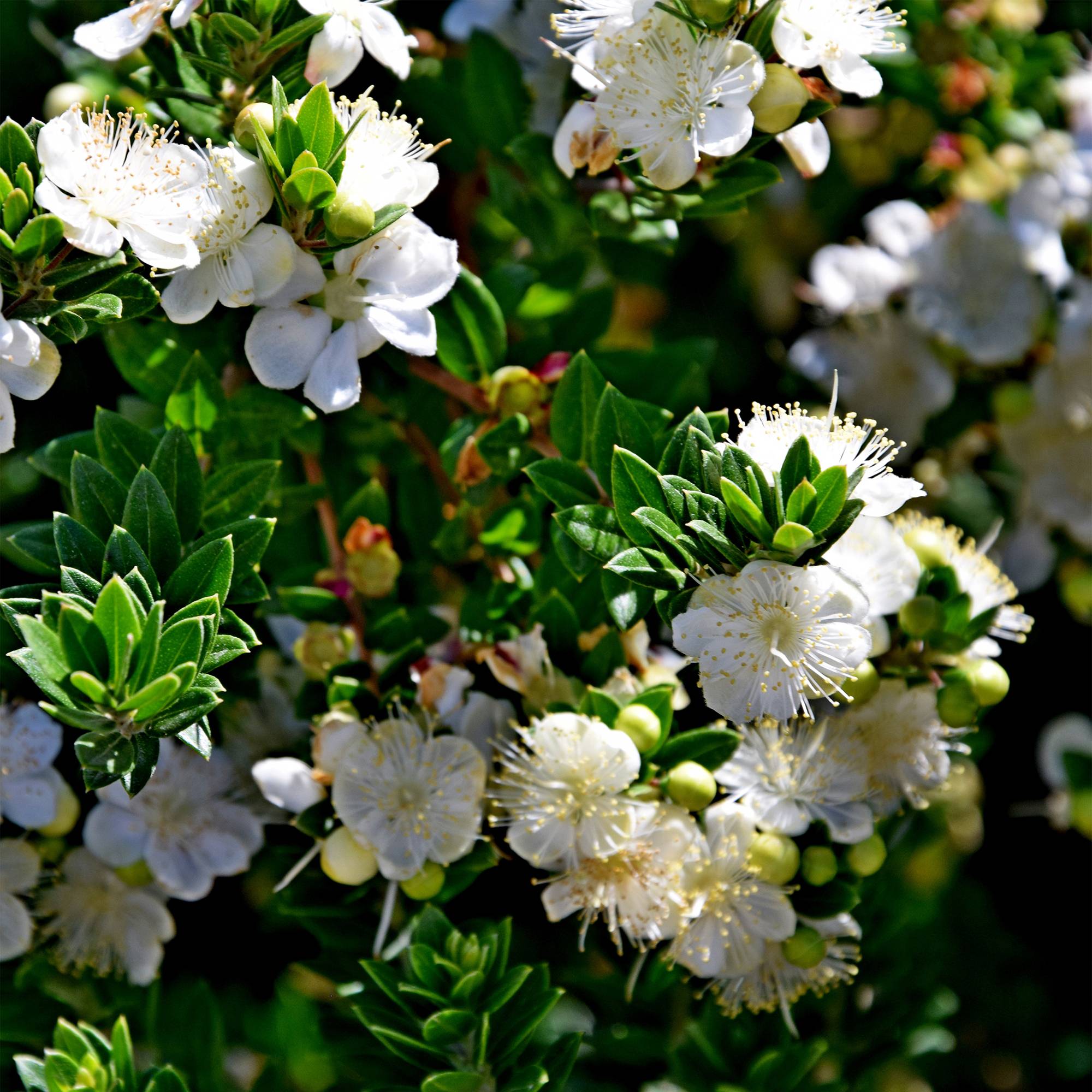 Promesse de Fleurs - Myrtus communis Tarentina - Myrte commun Godet de 8/9 cm