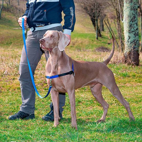Ferplast - Ferplast COACH Harnais pour chien de taille moyenne, harnais de dressage pour chien qui empêche les tractions pendant les promenades, contrôle maximal - Image 3