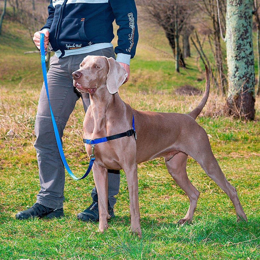 Ferplast - Ferplast COACH Harnais pour chien de taille moyenne, harnais de dressage pour chien qui empêche les tractions pendant les promenades, contrôle maximal - Image 3