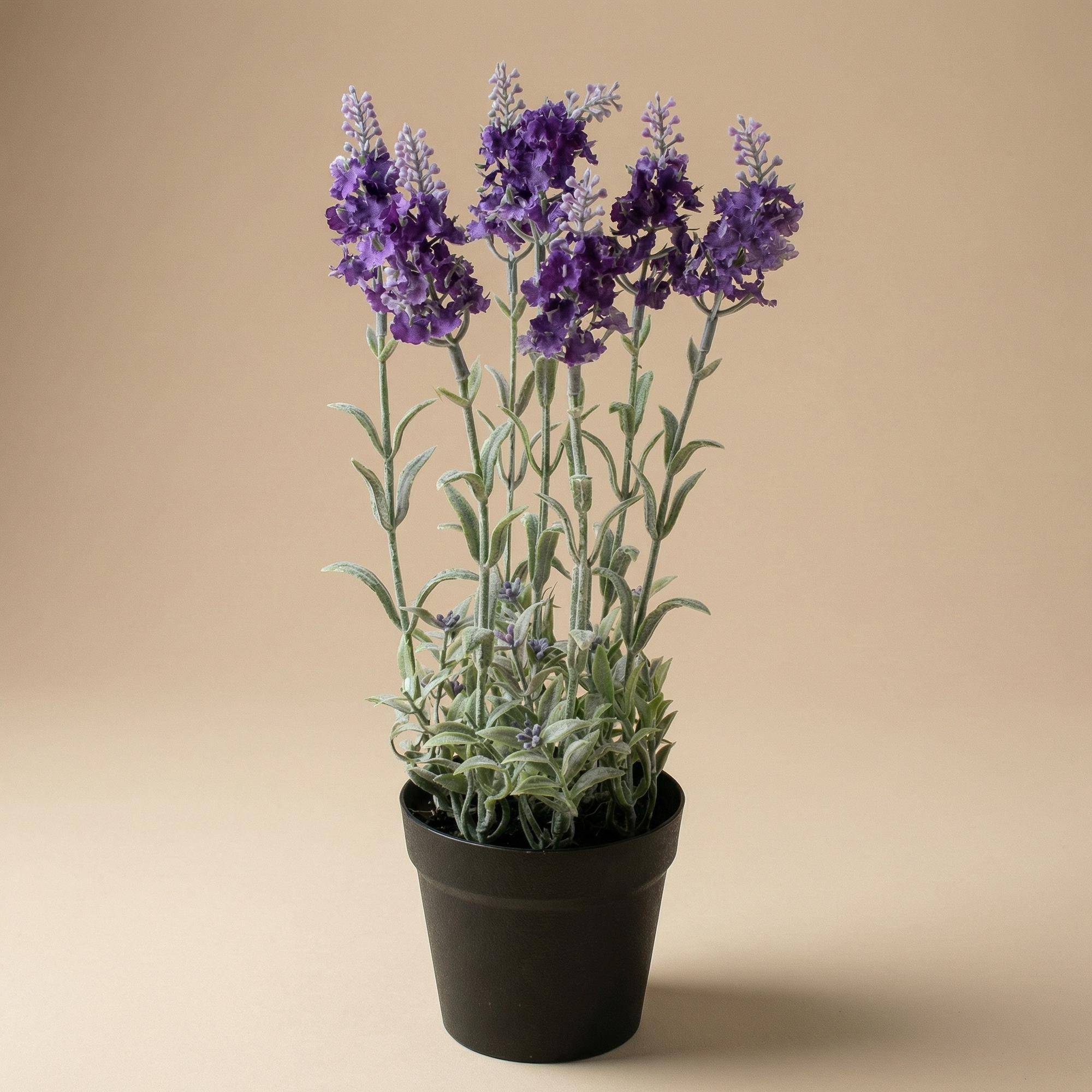 PANGIVO - Plante artificielle lavande plastique violet 15 x 15 x 28 cm - PANGIVO - Image 1