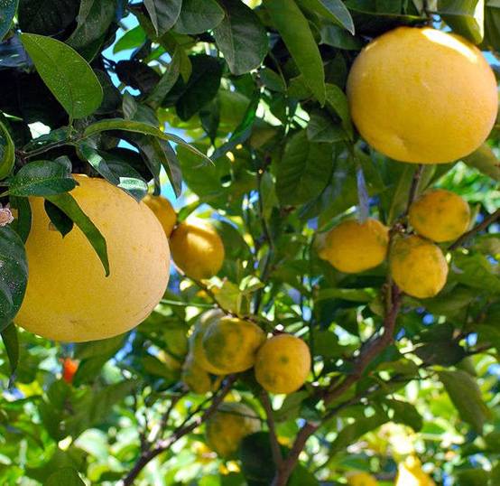 0 - Agrumes citrus x paradisii var. star ruby (pamplemoussier rose) Pot de 10 litres - 140/160 cm - Image 2