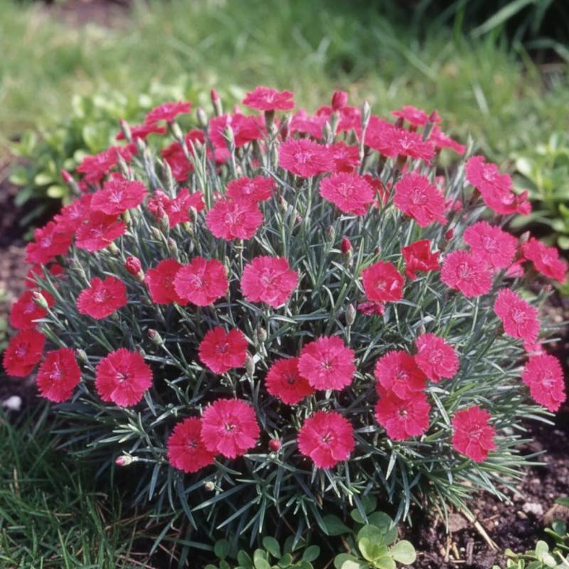 Oeillet de Grenoble Badenia à fleurs Rose/ - feuillage Persistant - Godet - 5/20 cm - Image 1