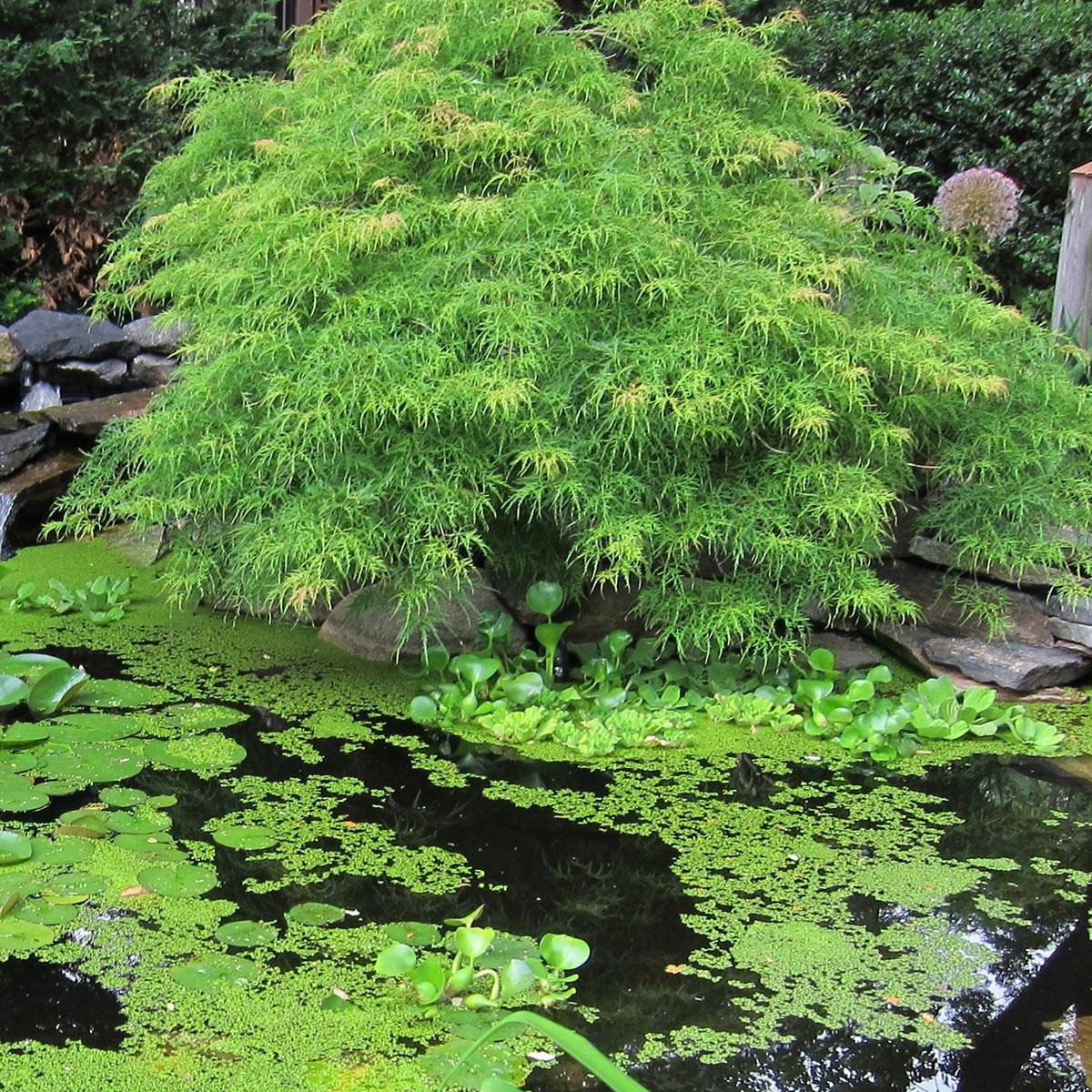 Érable du Japon - Acer palmatum Dissectum Viridis Pot de 12L/15L, Tige