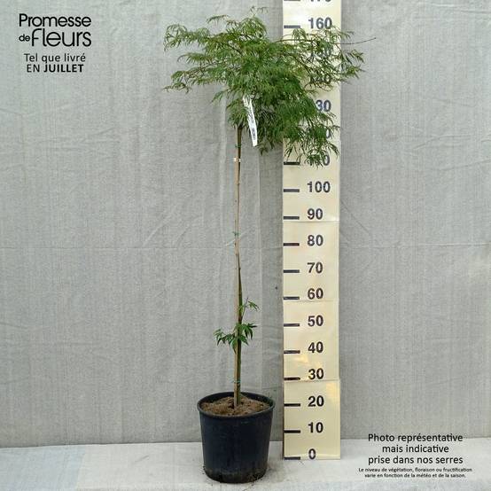 Promesse de Fleurs - Érable du Japon - Acer palmatum Dissectum Viridis Pot de 12L/15L, Tige - Image 2