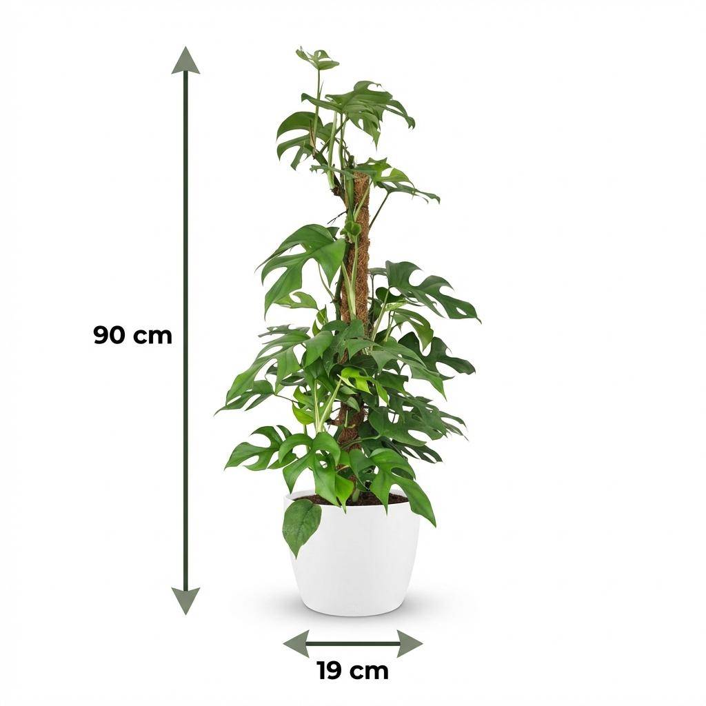 Monstera Minima avec tuteur - Monstera Rhaphidophora tetrasperma - Pot de 19cm - Hauteur 90cm - Blanc - Plantes d'intérieur - Image 5