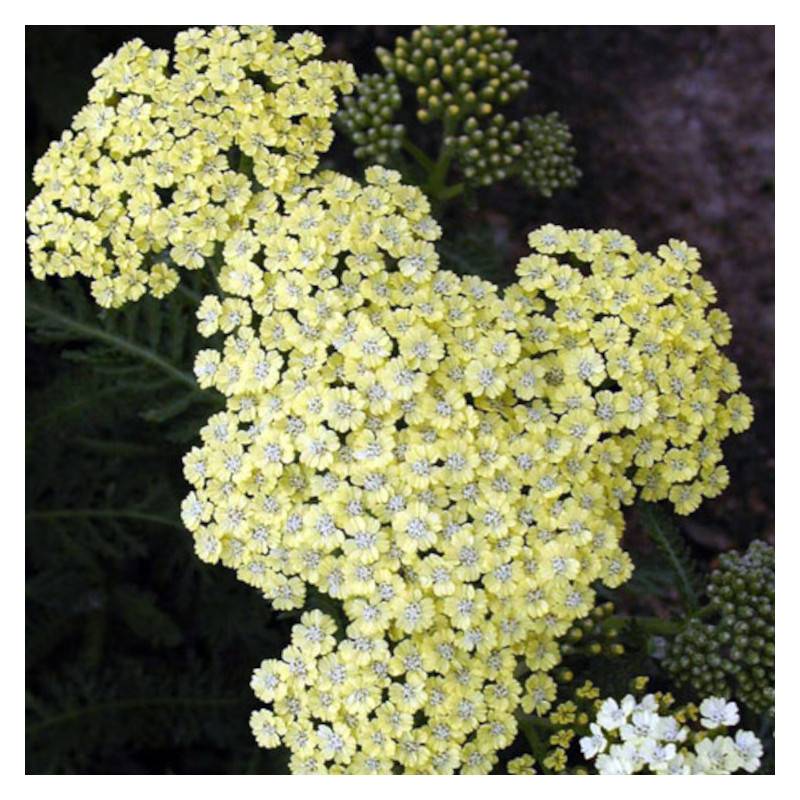 Achillée Credo à fleurs Jaune - feuillage Caduc - Godet - 5/20 cm-  hauteur à maturité De 0,50 m à 1,00 m - Image 1