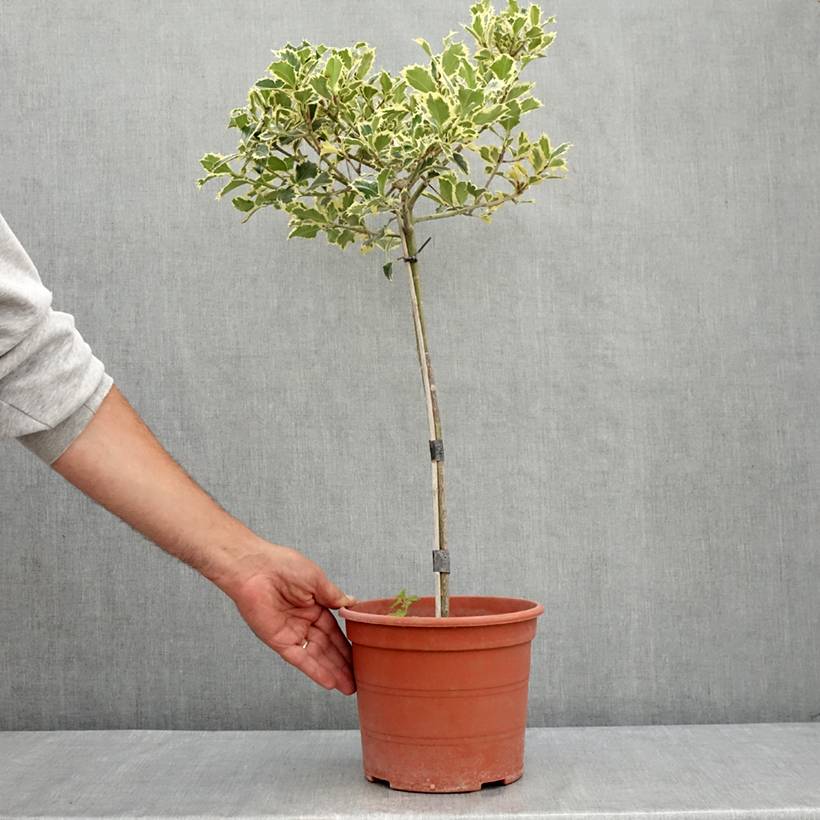 Ilex aquifolium Silver Queen - Houx panaché Pot de 4L/5L, Tige, Tige 40 cm - Image 2
