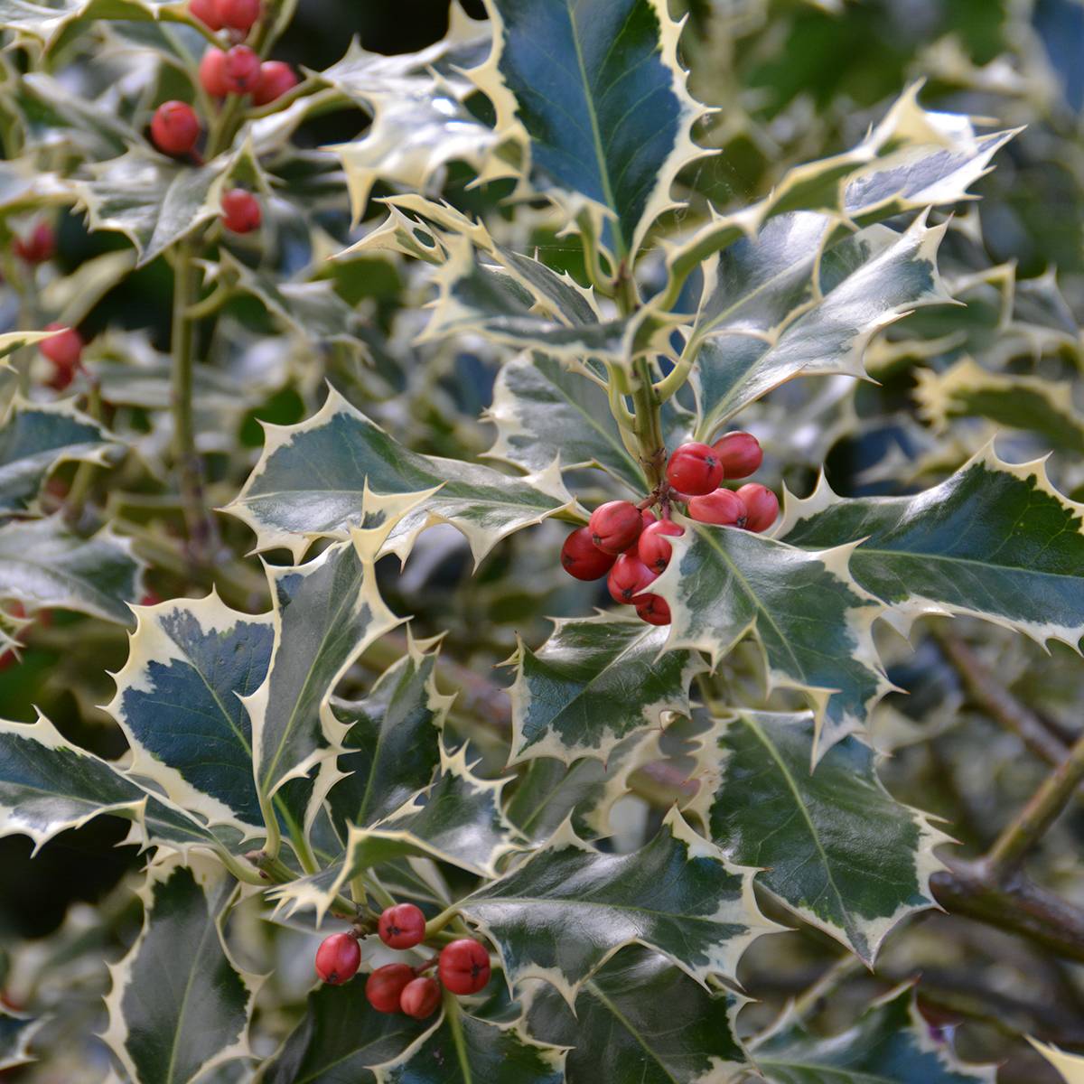 Ilex aquifolium Silver Queen - Houx panaché Pot de 4L/5L, Tige, Tige 40 cm - Image 1