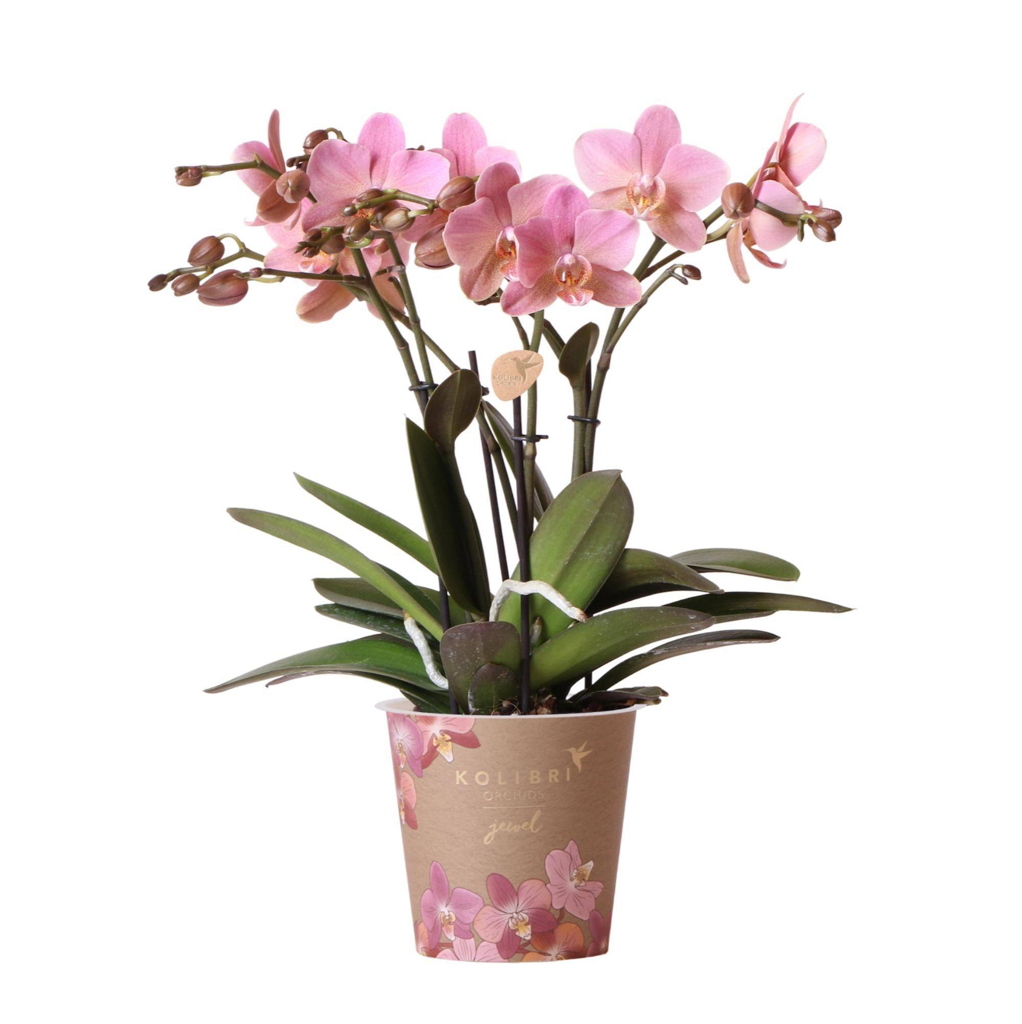 La Green Touch - Orchidée Phalaenopsis rose - Jewel Treviso - Plante d'intérieur 45cm - Plante d'intérieur- La Green Touch - Image 1