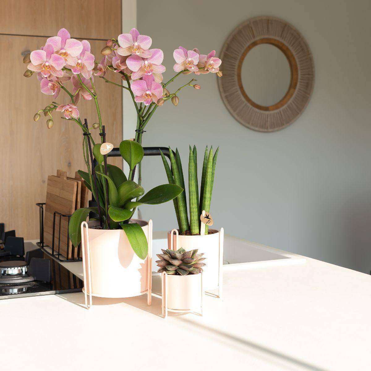 La Green Touch - Orchidée Phalaenopsis rose - Jewel Treviso - Plante d'intérieur 45cm - Plante d'intérieur- La Green Touch - Image 7