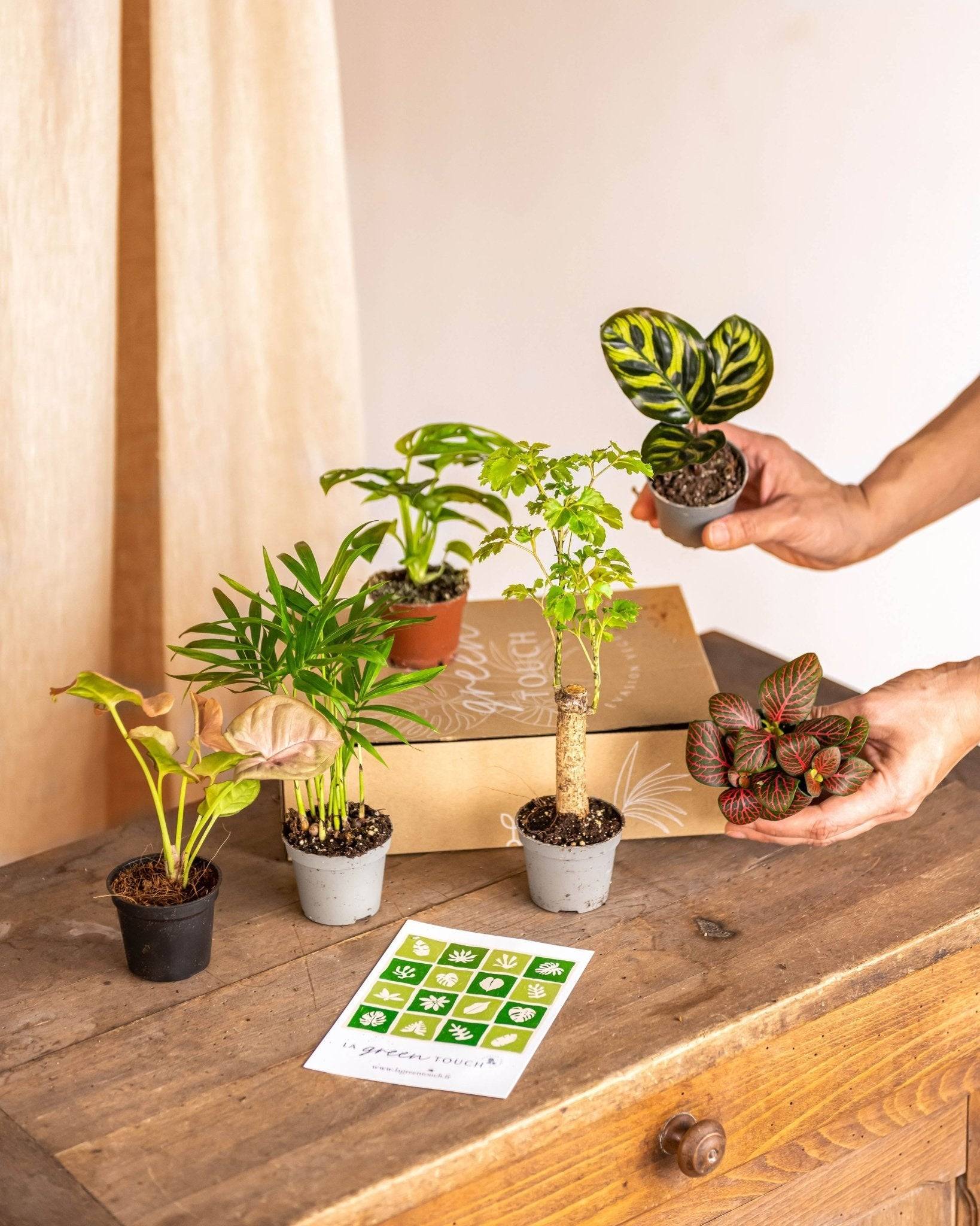 La Green Touch - Coffret baby plantes 27cm - Plante d'intérieur- La Green Touch - Image 1