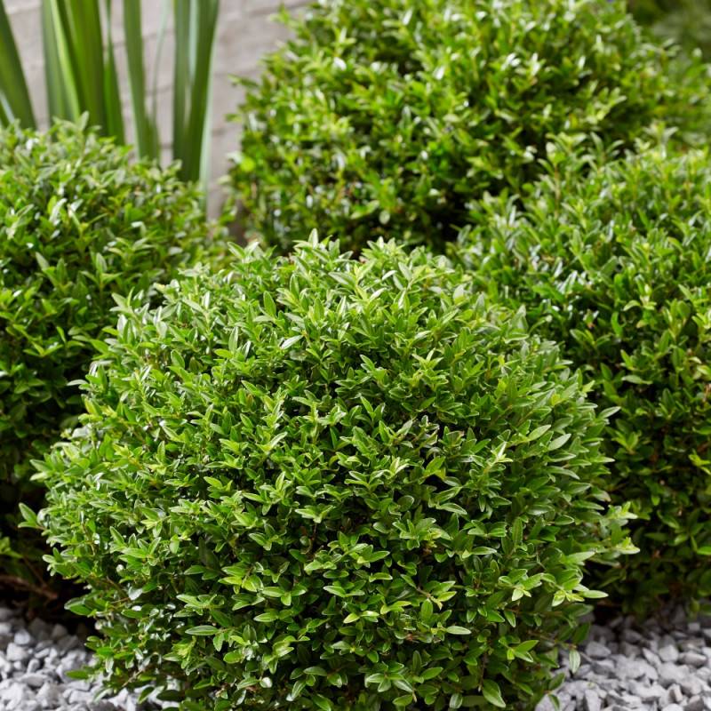Chèvrefeuille arbustif Garden Clouds® Green Breeze 'GRLN01', Lonicera - Godet - 5/20 cm - Image 5