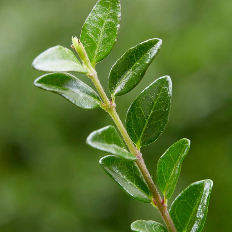 Chèvrefeuille arbustif Garden Clouds® Green Breeze 'GRLN01', Lonicera - Godet - 5/20 cm - Image 4