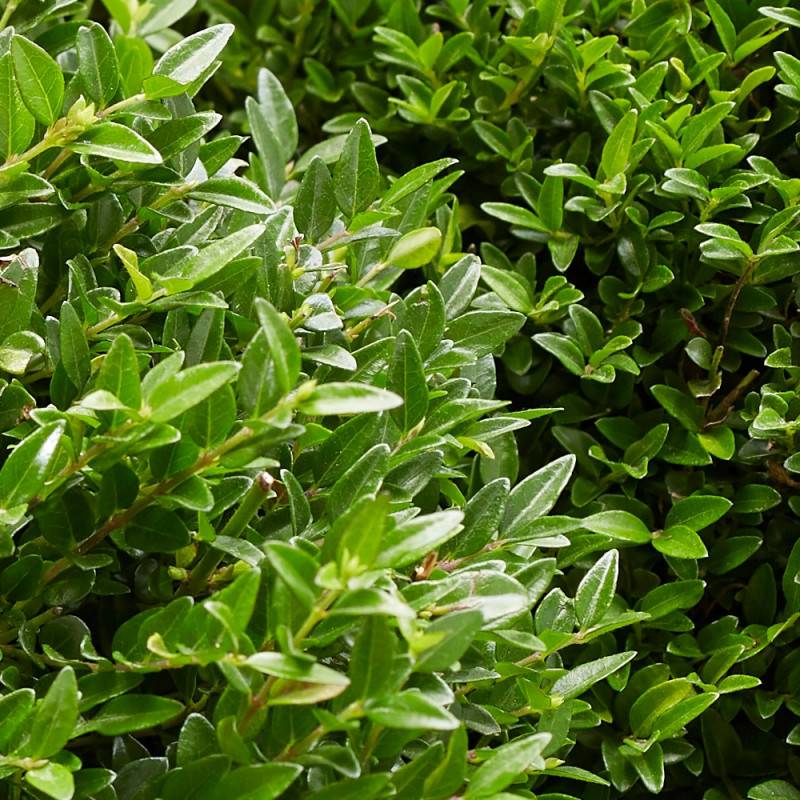 Chèvrefeuille arbustif Garden Clouds® Green Breeze 'GRLN01', Lonicera - Godet - 5/20 cm - Image 1