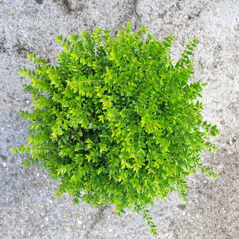 Chèvrefeuille arbustif Garden Clouds® Green Breeze 'GRLN01', Lonicera - Godet - 5/20 cm - Image 6