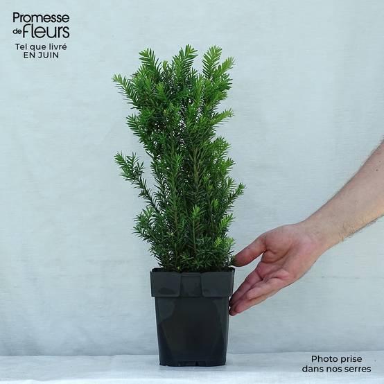 Taxus media Hillii - If hybride Pot de 2L/3L - Image 2