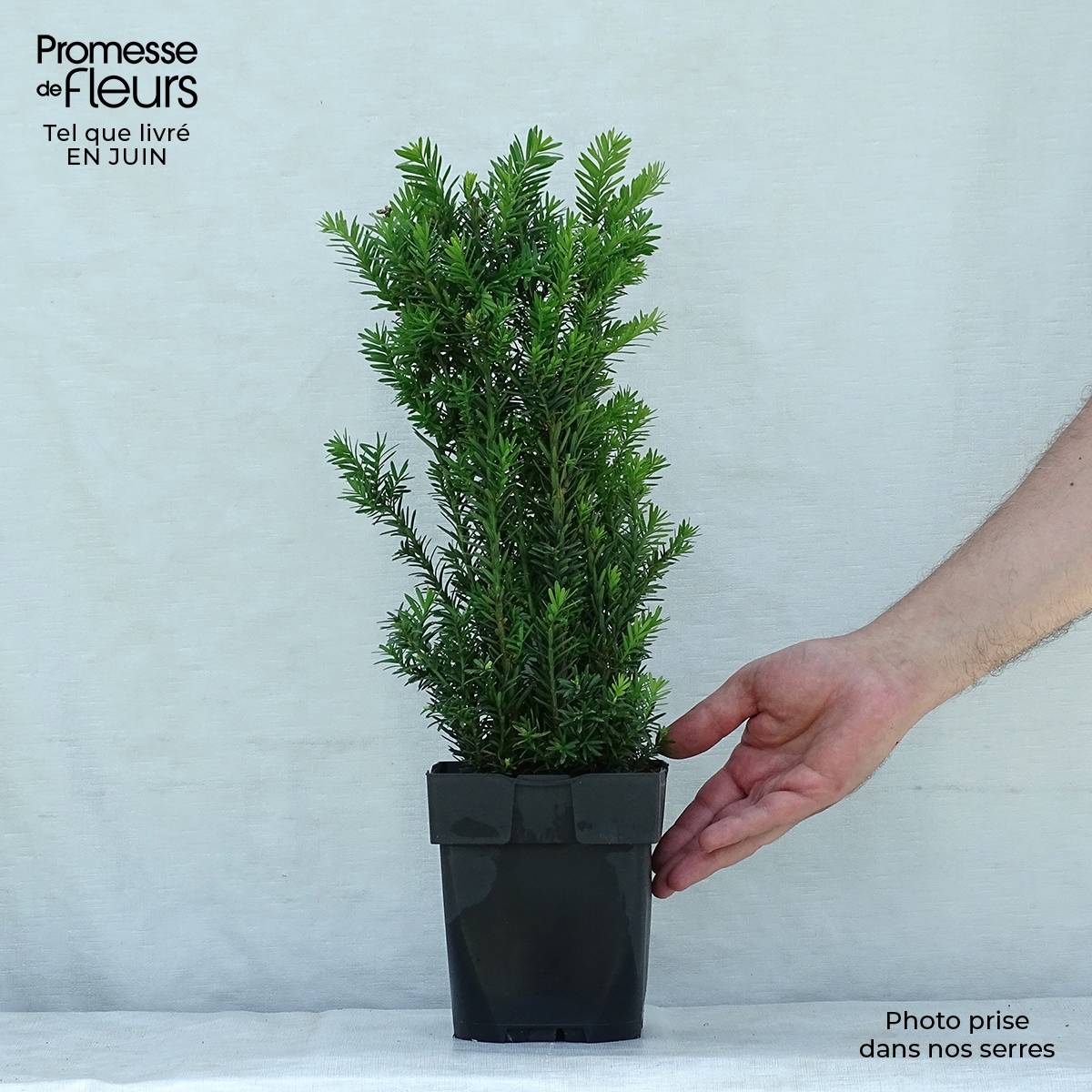 Taxus media Hillii - If hybride Pot de 2L/3L - Image 2