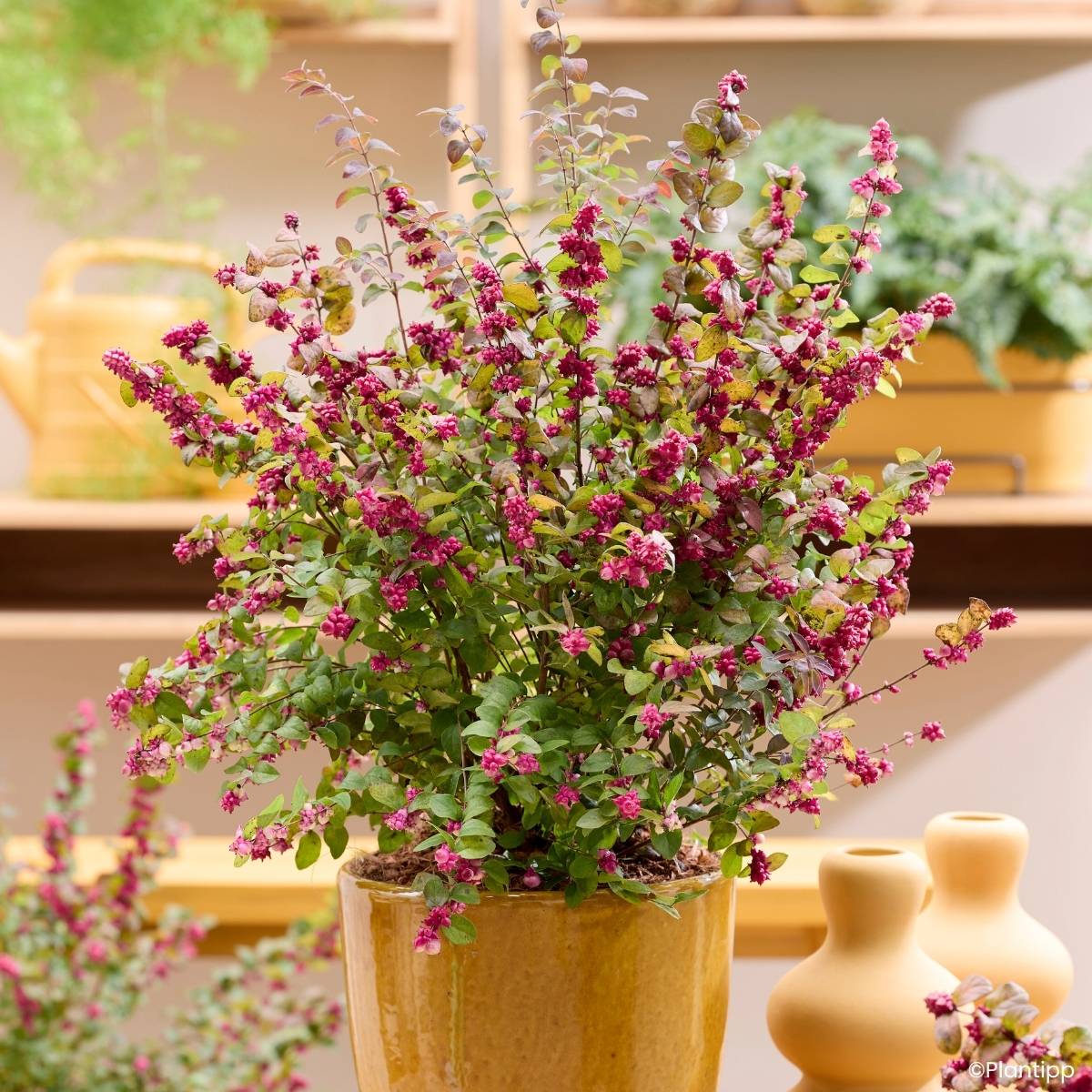 Promesse de Fleurs - Symphorine Little Berry - Symphoricarpos Godet de 8/9 cm