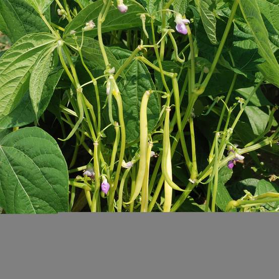 Haricot nain mangetout beurre Major Bio - Ferme de Sainte Marthe le sachet de graines de 80 grammes