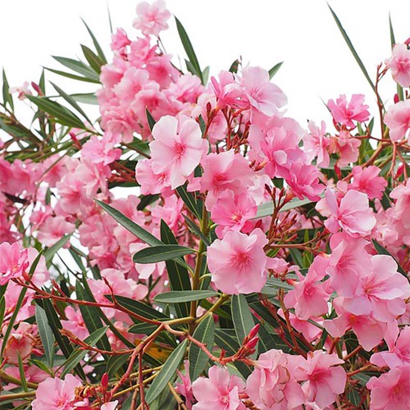 Laurier rose - Nerium oleander Rose Pot de 7,5L/10L, Quart de tige