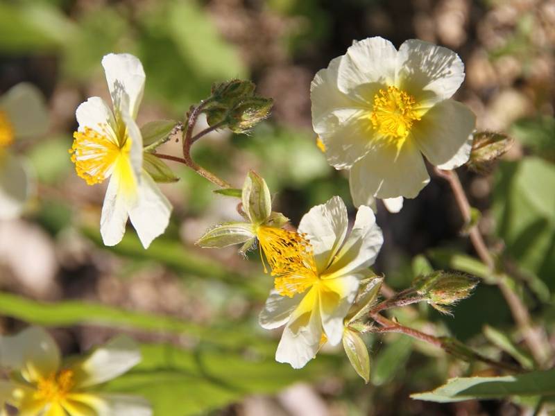 Promesse de Fleurs - Helianthemum Elfenbeinglanz - Hélianthème jaune et blanc Godet de 8/9 cm
