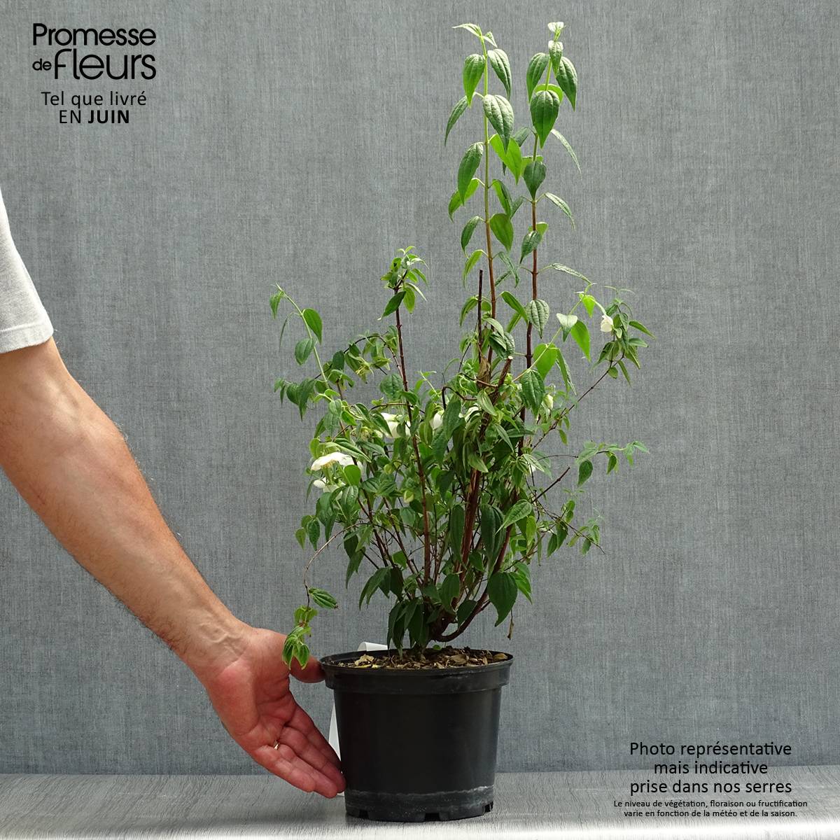 Seringat du Mexique - Philadelphus mexicanus Pot de 3L/4L - Image 2