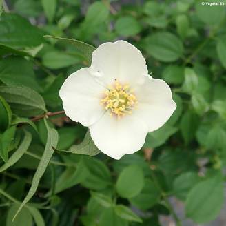 Seringat du Mexique - Philadelphus mexicanus Pot de 3L/4L