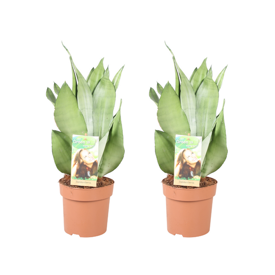 Sansevieria Moonshine - H40cm