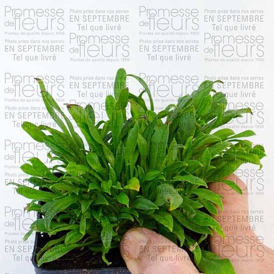 Silène schafta Splendens Godet de 8/9 cm - Image 2