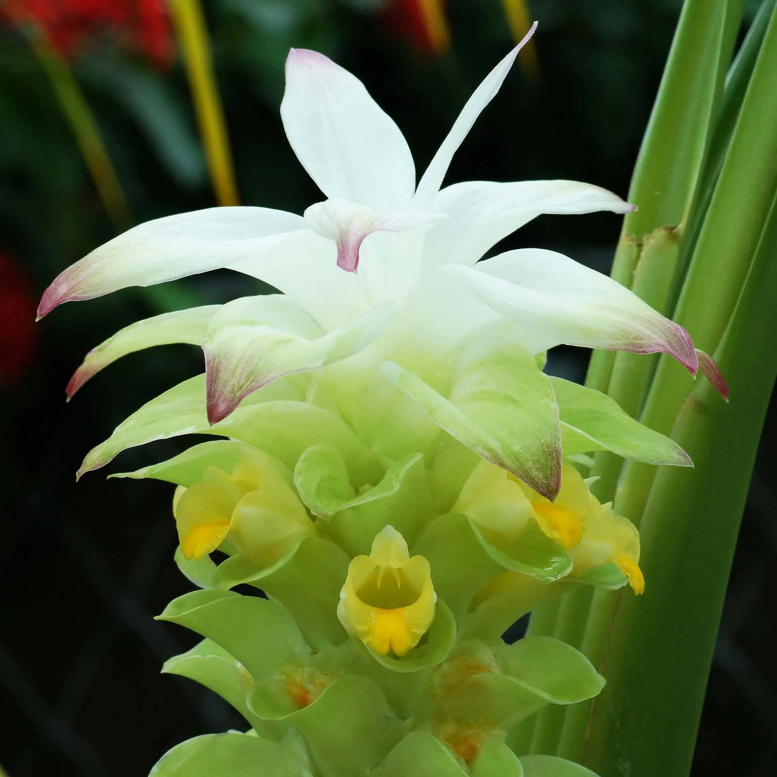 Promesse de Fleurs - Curcuma longa - Curcuma curry Pot de 2L/3L