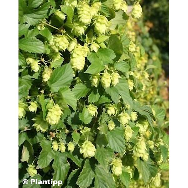 Houblon - Humulus lupulus Prima Donna Pot de 1,5L/2L