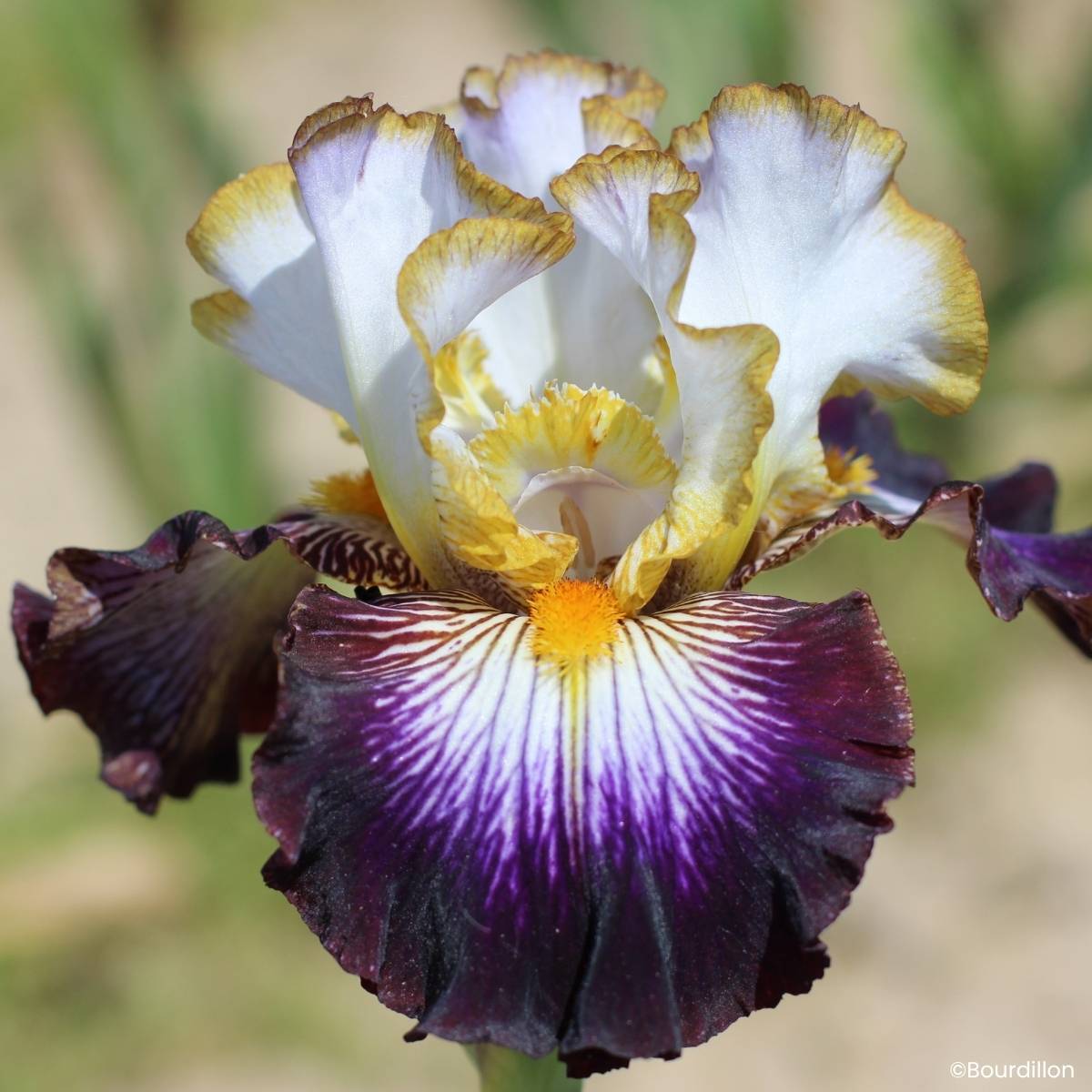 Promesse de Fleurs - Iris germanica Eclat de Nuit - Grand Iris des Jardins Rhizome