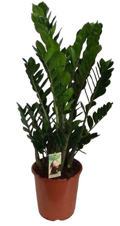 Zamioculcas Zamiifolia 100cm - Plante d'intérieur- La Green Touch - Image 2
