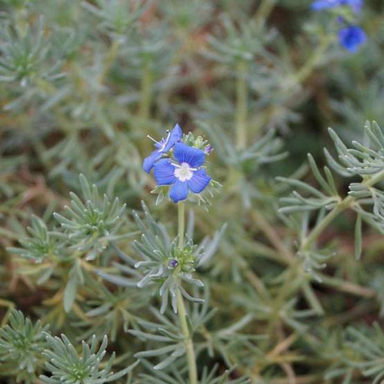 Véronique d'Arménie à fleurs Bleue/ - feuillage Persistant - Godet - 5/20 cm - Image 5