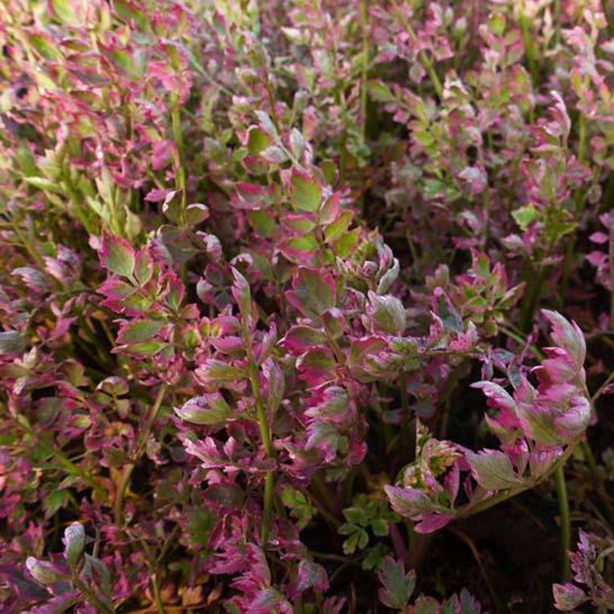 Promesse de Fleurs - Oenanthe javanica Flamingo - Oenanthe panachée blanc rose Godet de 8/9 cm