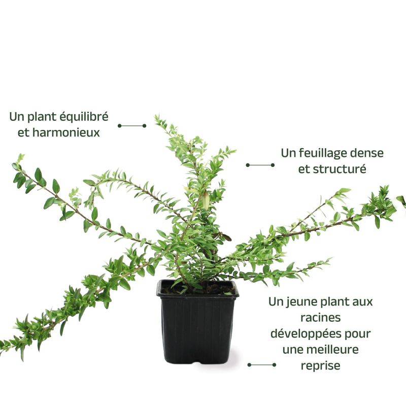 Chèvrefeuille à feuilles de buis 'Maigruen' (Lonicera nitida 'Maigruen') - Godet - Taille 13/25cm - Pépinières Naudet - Image 3