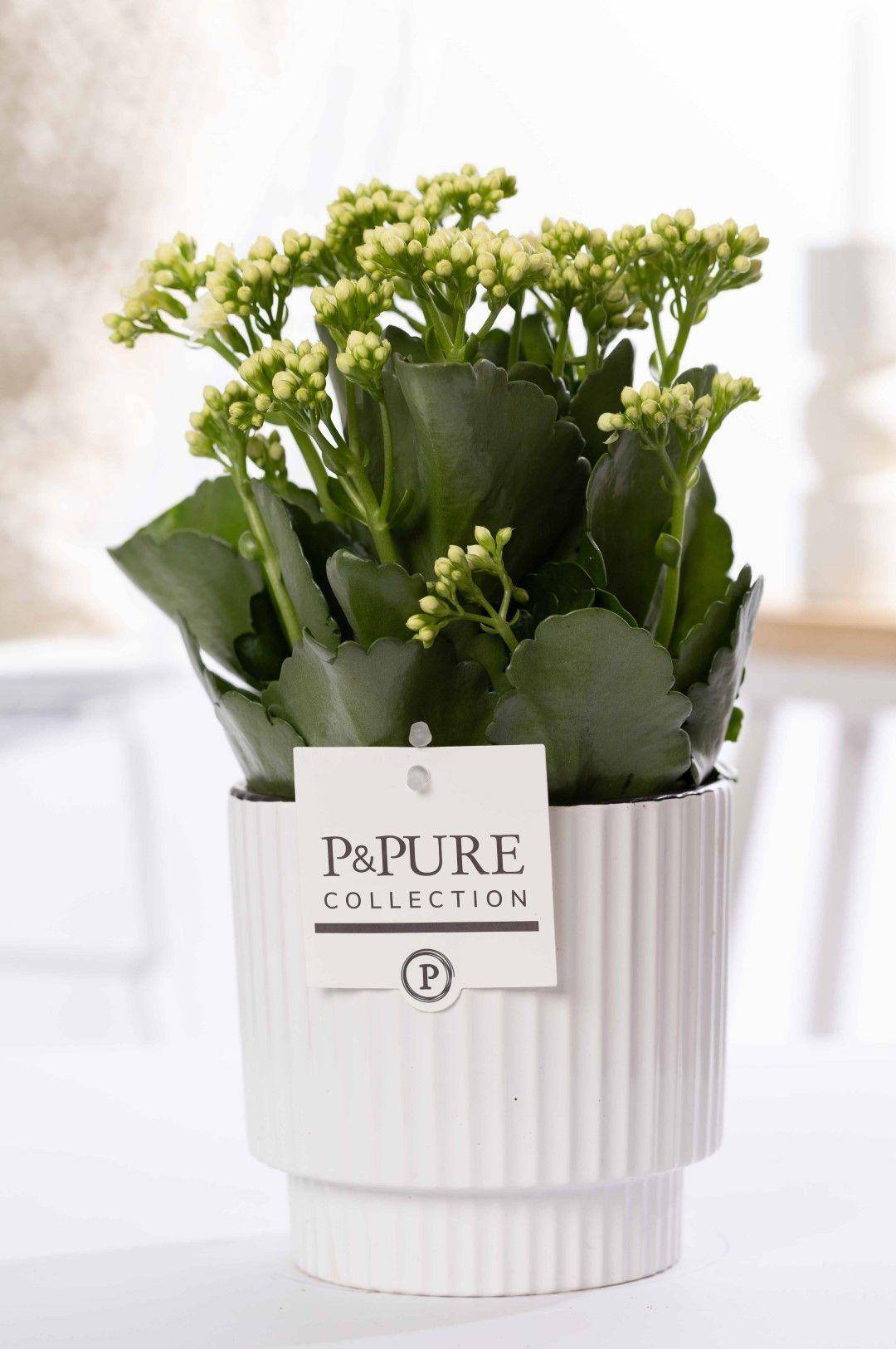 Kalanchoe blanc en pot céramique - Ø12cm - ↕27cm - Plantes d’intérieur - Image 1