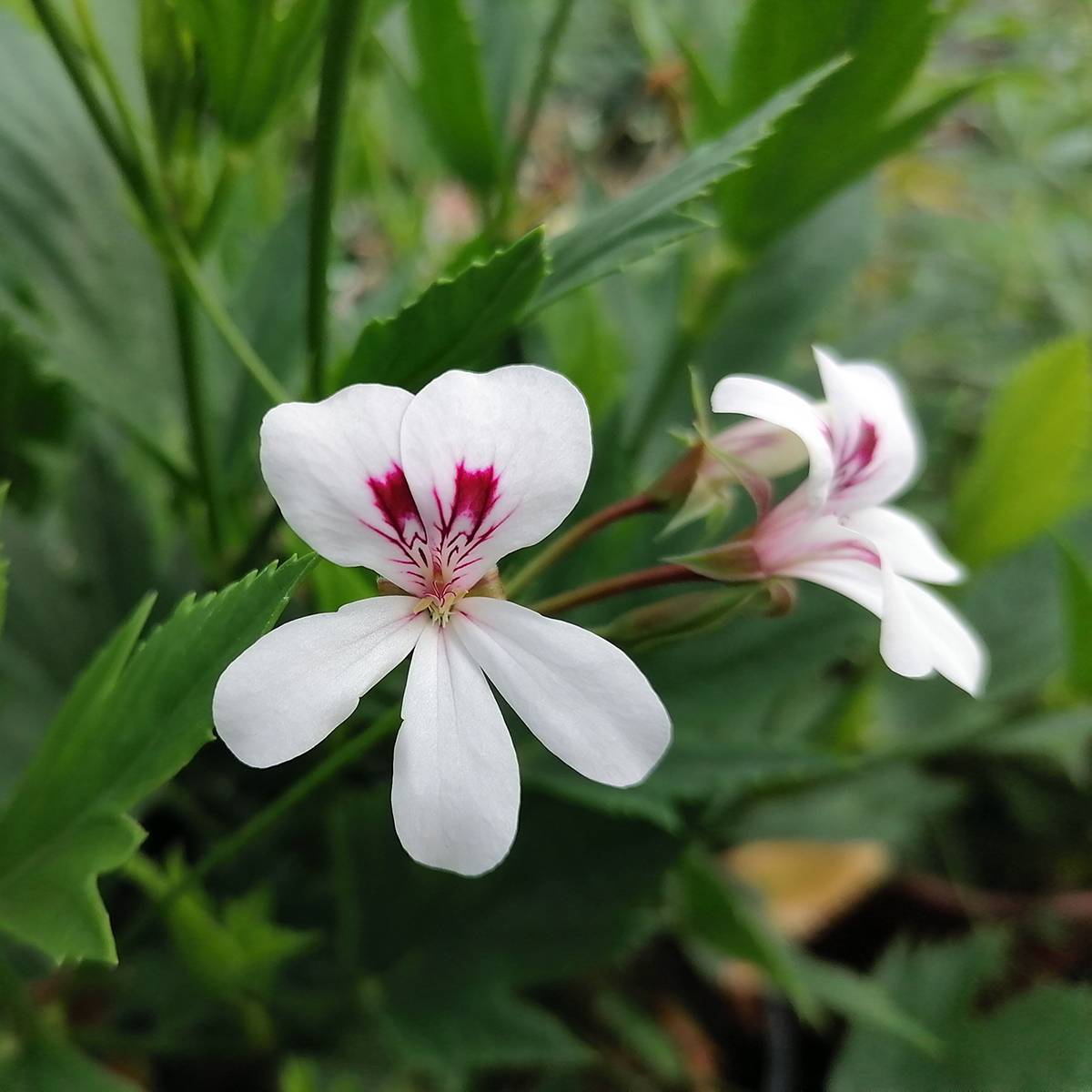 Pelargonium tricuspidatum - Géranium botanique Godet de 8/9 cm