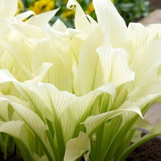 Promesse de Fleurs - Hosta White Feather Pot de 1,5L/2L