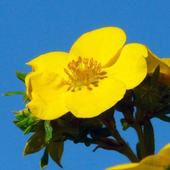 Potentille arbustive 'Goldfinger' (Potentilla fruticosa 'Goldfinger') - Godet - Taille 10/15cm - Pépinières Naudet - Image 1